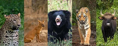 Tadoba Safari Tour