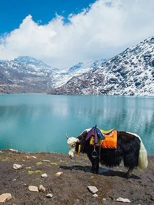 Sikkim and Darjeeling Tour Packages with Tea Gardens and Himalayan Views