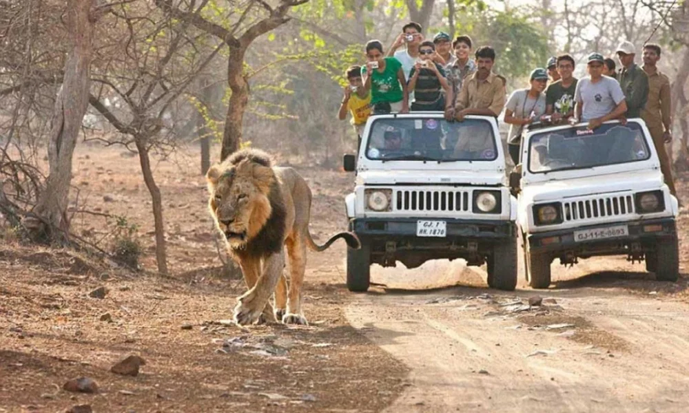 Gir Forest Lion Safari Adventure