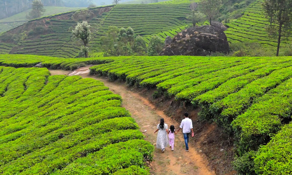 Munnar Tea Plantation Kerala trip package