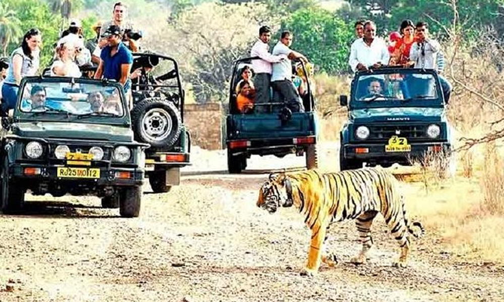 Ranthambore National Park tiger safari through rocky forest terrain