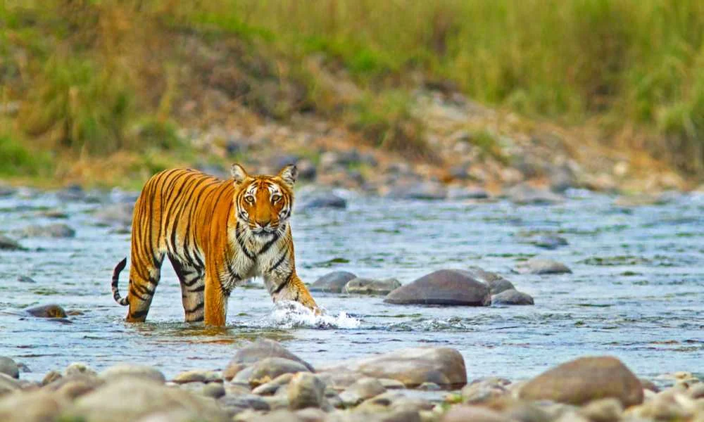 Jim Corbett tiger safari Uttarakhand wildlife